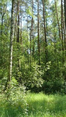 Informacja dla właścicieli lasów niestanowiących własności Skarbu Państwa