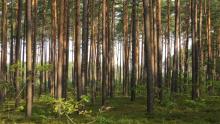 Ogłoszenie o zakupie lasów i gruntów przeznaczonych do zalesienia